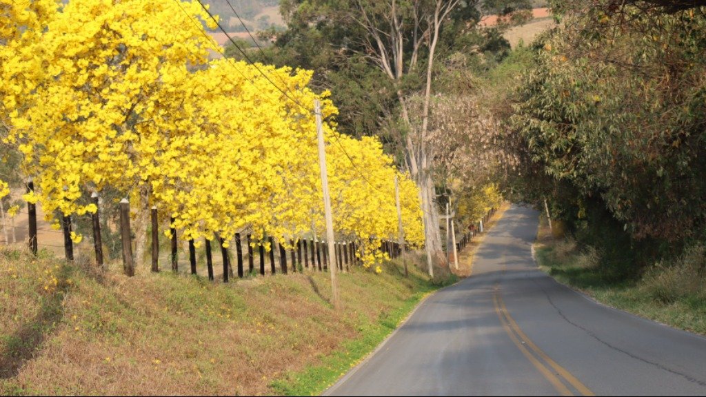 Estrada dos Ipês – MAXIE